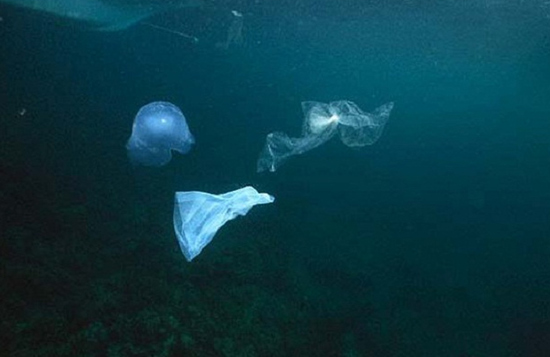 濃度已然超過海水 日本發現微塑料危害正急劇增加